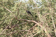 Phaenicophaeus viridirostris