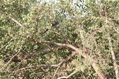 Phaenicophaeus viridirostris