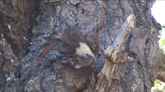 Pygarrhichas albogularis