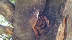 Pygarrhichas albogularis