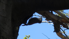 Pygarrhichas albogularis