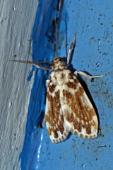 Pseudoadites frigida