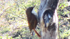 Pygarrhichas albogularis