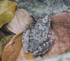 Buergeria oxycephala