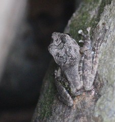 Buergeria oxycephala