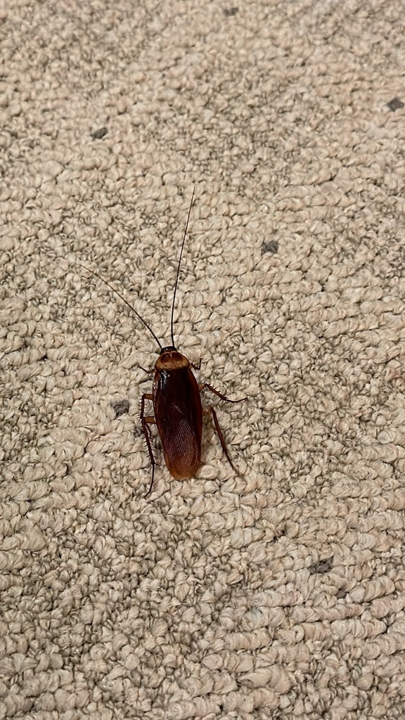 American Cockroach From Sedona Ln Plano TX US On October 25 2023 At   Large 