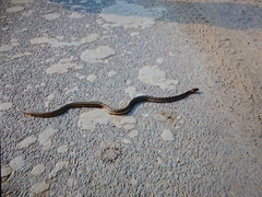 Amphiesma stolatum