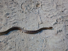 Amphiesma stolatum