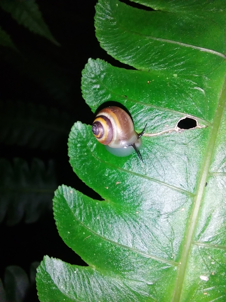 Helicina nemoralis