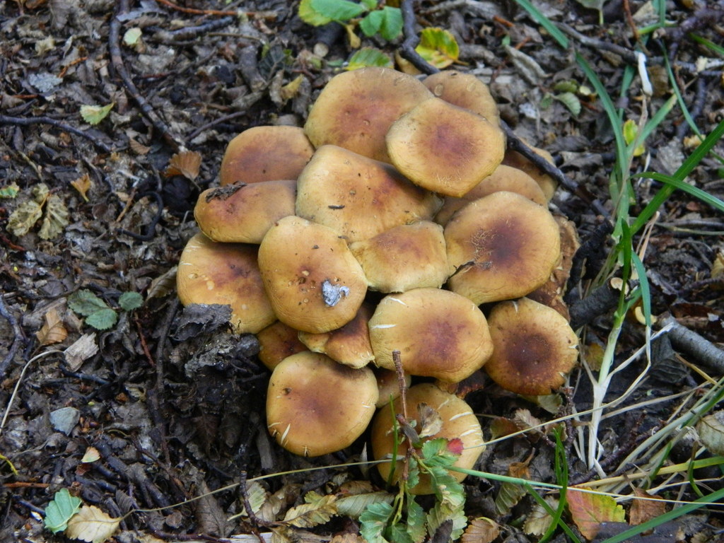 Hypholoma frowardii · March 2016 · photo: © elbeltrocco (iNaturalist, cc-by)