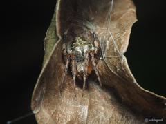 Neoscona menghaiensis