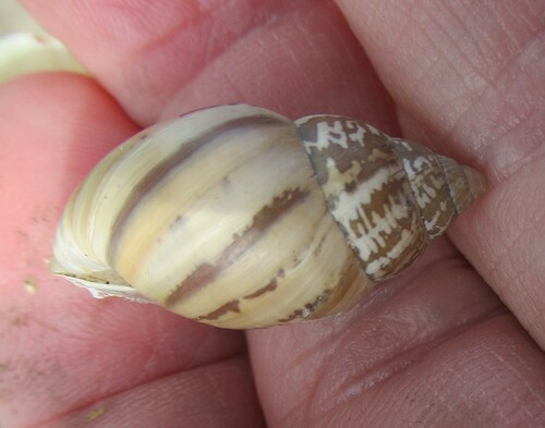 Striped Rabdotus Snail
