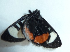 Psychomorpha epimenis