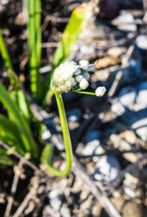 Allium neapolitanum