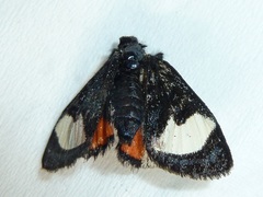 Psychomorpha epimenis