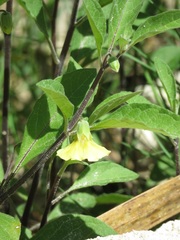 Physalis walteri