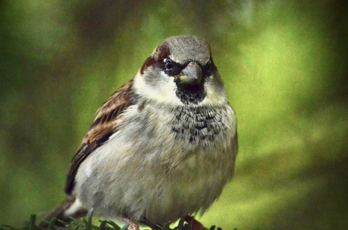 House Sparrow photographed in Nebraska
