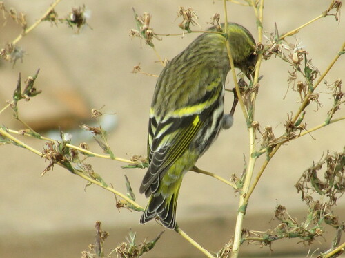Jilguero lúgano (Spinus spinus)