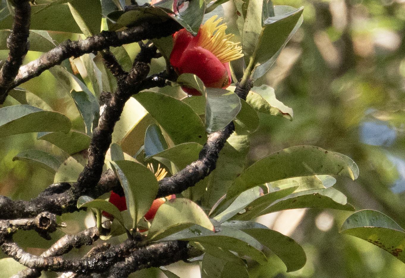 Imagem de Flor-de-cera