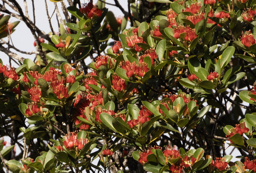 Xanthostemon ruber observed 2023-07-26