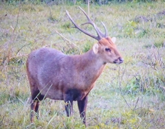 Axis porcinus