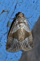 Maliattha separata
