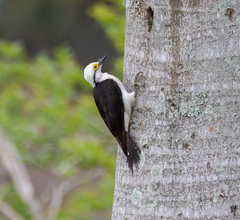 White Woodpecker photo 3