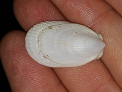 Limatula strangei
