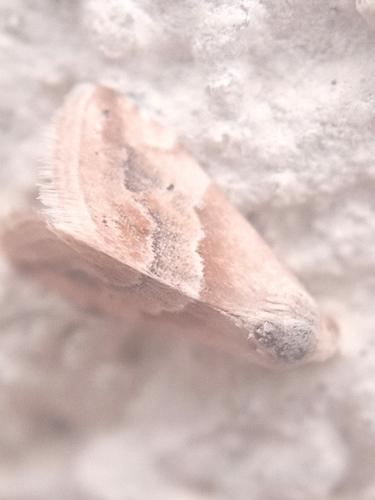 Eublemma parva