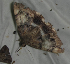 Poaphilini