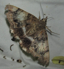 Poaphilini