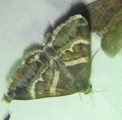 Poaphilini