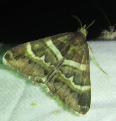 Poaphilini