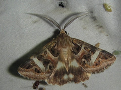 Cerocala vermiculosa