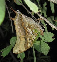 Charaxes candiope