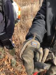 Thamnophis sirtalis semifasciatus