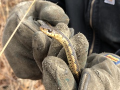 Thamnophis sirtalis semifasciatus