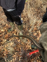 Thamnophis sirtalis semifasciatus