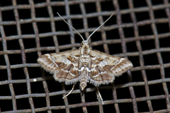 Diasemia