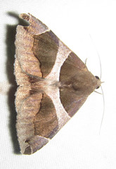 Poaphilini