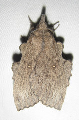 Rhinobombyx cuneata