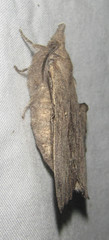Rhinobombyx cuneata