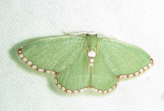 Allochrostes impunctata