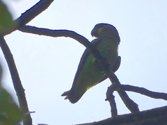 Poicephalus meyeri