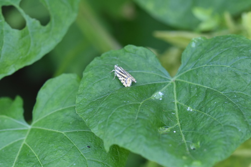 Spotted Sulphur