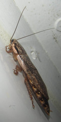 Nauphoeta cinerea