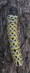 Gonimbrasia belina