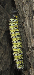 Gonimbrasia belina