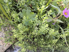 Lepidium lasiocarpum