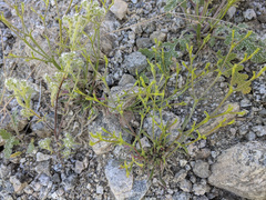Chorizanthe brevicornu